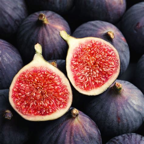 Black genoa fig bunnings  Thank God, i kept 2 branches of White Genoa and they are producing a heavy crop of 70gr plus figs! I sampled 2 today and although they lack any